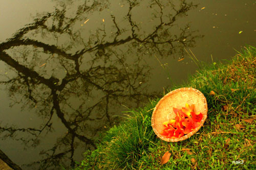 Yêu lắm mùa hoa Gạo tháng Ba ảnh 11