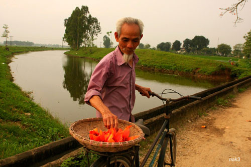 Yêu lắm mùa hoa Gạo tháng Ba ảnh 13
