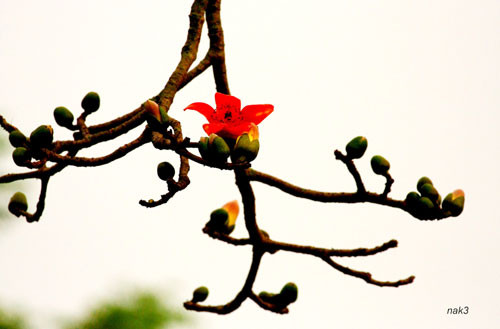 Yêu lắm mùa hoa Gạo tháng Ba ảnh 9