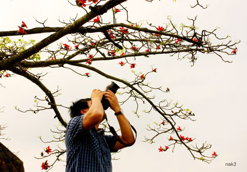 Yêu lắm mùa hoa Gạo tháng Ba ảnh 1