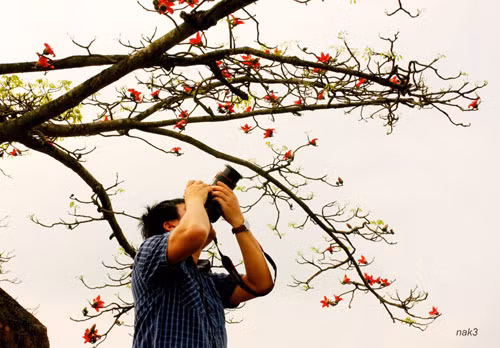 Yêu lắm mùa hoa Gạo tháng Ba ảnh 1