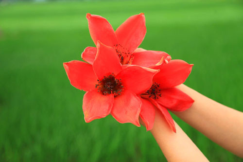 Yêu lắm mùa hoa Gạo tháng Ba ảnh 12