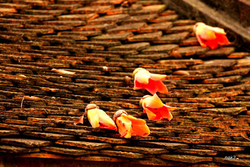 Yêu lắm mùa hoa Gạo tháng Ba ảnh 5