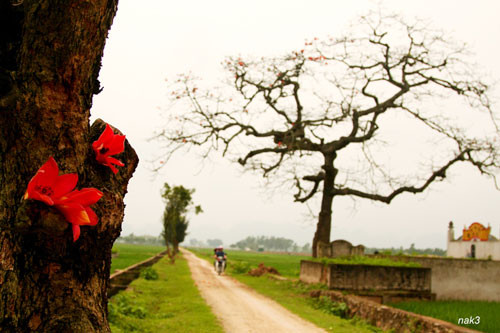 Yêu lắm mùa hoa Gạo tháng Ba ảnh 3