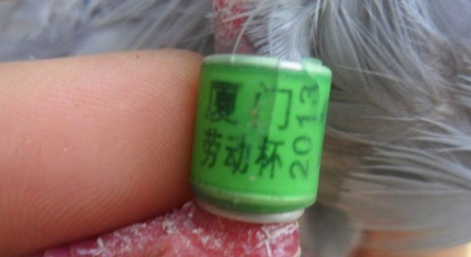 Tận mắt bồ câu “gián điệp” có ký tự lạ giống chữ Trung Quốc ảnh 5 Tận mắt bồ câu “gián điệp” có ký tự lạ giống chữ Trung Quốc ảnh 5
