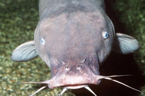 Người phụ nữ đau đớn vì bị cá 