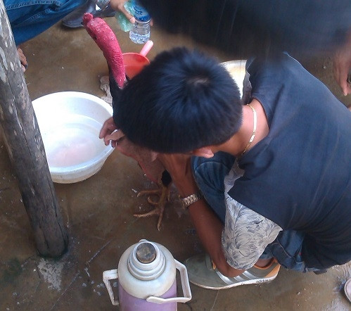 Cuộc "đấu đến chết" trong trường gà cùng nước mắt tán gia bại sản