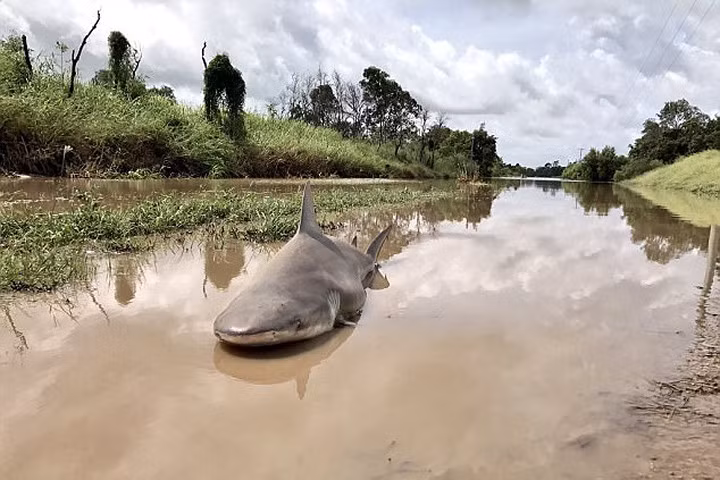 Cá mập chình ình xuất hiện giữa đường phố