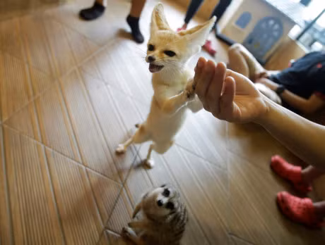 Ca phe dong vat la gay tranh cai tai Thai Lan - Anh 4