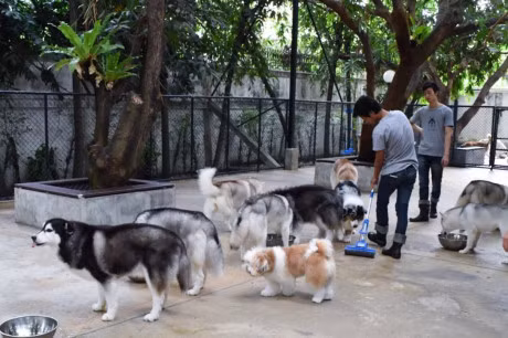 Ca phe dong vat la gay tranh cai tai Thai Lan - Anh 6