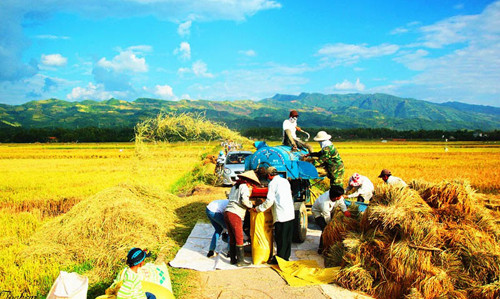 Mùa gặt trên cánh đồng Mường Thanh. Ảnh: Cổng TTĐT tỉnh Điện Biên Mùa gặt trên cánh đồng Mường Thanh. Ảnh: Cổng TTĐT tỉnh Điện Biên