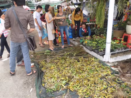 Nguoi mien Tay no ro thu choi hoa lan rung - Anh 4