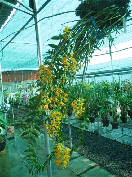 Nguoi mien Tay no ro thu choi hoa lan rung - Anh 3