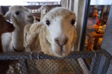 Ca phe dong vat la gay tranh cai tai Thai Lan - Anh 2