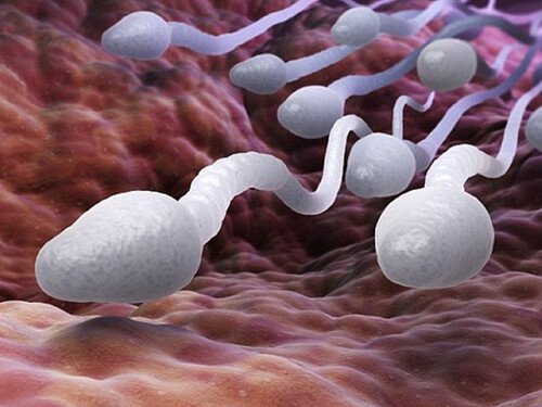 Đàn ông sau khi thắt ống dẫn tinh, tinh trùng sẽ đi đâu? ảnh 1 dan ong sau khi that ong dan tinh, tinh trung se di dau? - 3