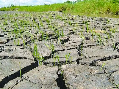 Hiện nhiều địa phương đang gặp hạn mặn, thiếu nước nghiêm trọng