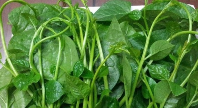 Sử dụng rau mồng tơi đúng cách nhất để không bị ngộ độc