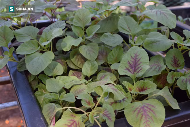 Đông y gọi đây là rau trường thọ vì 6 tác dụng quý hơn trứng, phòng ngừa nhiều loại bệnh - Ảnh 1.