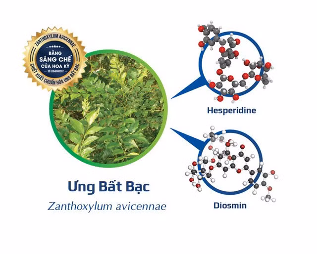 Cây Ưng bất bạc - vị thuốc quý cho lá gan - Ảnh 3.