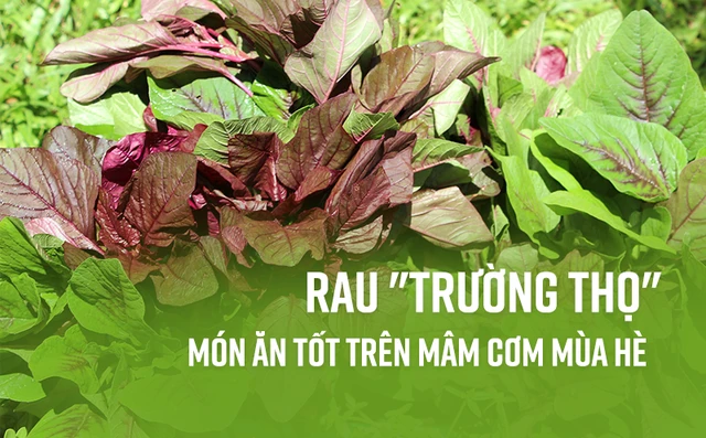 Đông y gọi đây là rau “trường thọ”