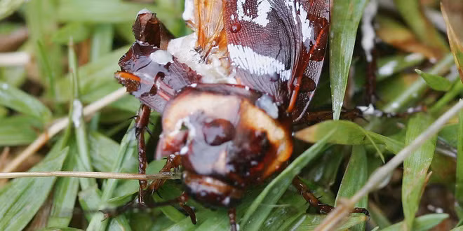 Sữa gián ngon và bổ gấp 3 lần sữa bò, nhưng người ta vắt sữa gián kiểu gì? - Ảnh 1.