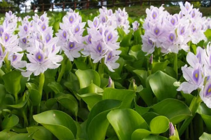 Nghề "vỗ béo" lục bình để bán - thoạt nghe suýt không tin