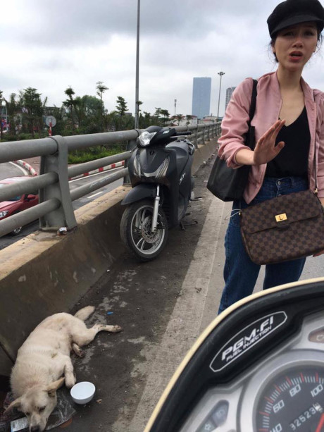 Chú chó bị đâm, lê lết trên phố Hà Nội và sức mạnh của cộng đồng mạng - Ảnh 6 Chu cho bi dam, le let tren pho Ha Noi va suc manh cua cong dong mang - Anh 6