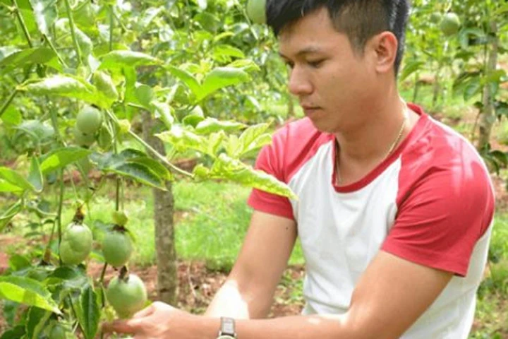 "Cặp đôi hoàn hảo" chán lương kỹ sư 13 triệu về trồng chanh dây