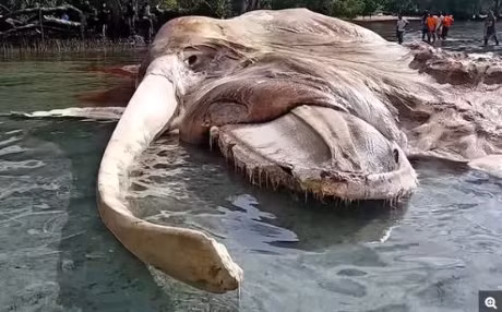 Cac nha khoa hoc da tim duoc danh tinh cua thuy quai dat vao dao o Dong Nam A - Anh 1