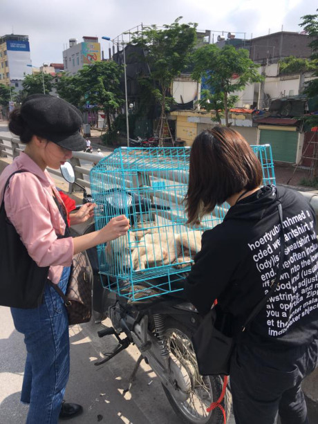 Chú chó bị đâm, lê lết trên phố Hà Nội và sức mạnh của cộng đồng mạng - Ảnh 5 Chu cho bi dam, le let tren pho Ha Noi va suc manh cua cong dong mang - Anh 5