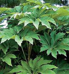 Những phương thuốc dành cho phụ nữ lãnh cảm