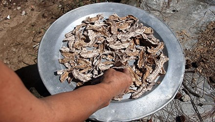 Hải sâm tốt cho sức khỏe như thế nào? ảnh 1 Hải sâm tốt cho sức khỏe như thế nào? ảnh 1