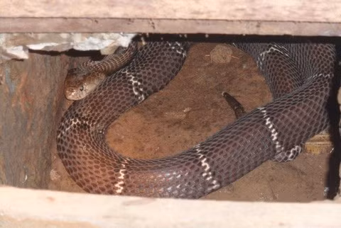 Những công việc được cho là nguy hiểm bậc nhất ở Việt Nam