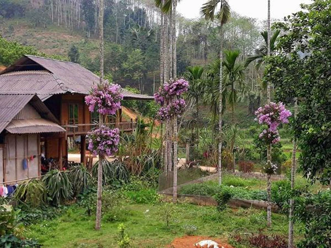 Lạ mà hay: Cho lan “sống chung” với cây cau, ngắm hoa đẹp ngỡ ngàng