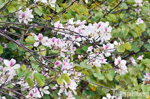 Hoa ban Tây Bắc đẹp nao lòng giữa Hà Nội ảnh 3 Hoa ban Tây Bắc đẹp nao lòng giữa Hà Nội - ảnh 2
