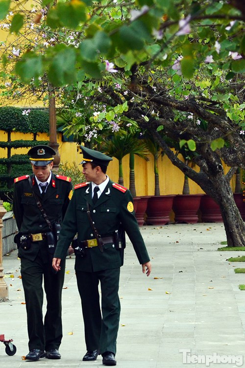 Hoa ban Tây Bắc đẹp nao lòng giữa Hà Nội ảnh 13 Hoa ban Tây Bắc đẹp nao lòng giữa Hà Nội - ảnh 12