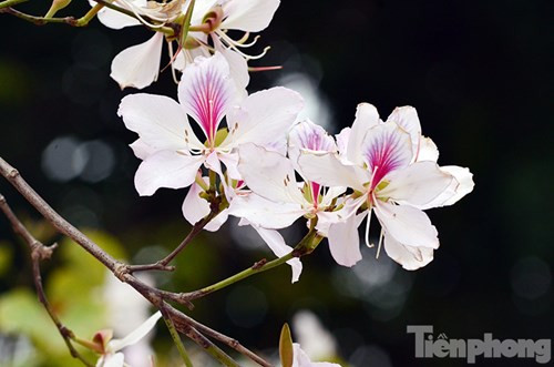 Hoa ban Tây Bắc đẹp nao lòng giữa Hà Nội ảnh 2 Hoa ban Tây Bắc đẹp nao lòng giữa Hà Nội - ảnh 1