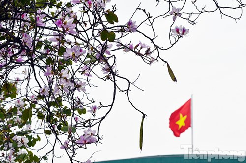 Hoa ban Tây Bắc đẹp nao lòng giữa Hà Nội ảnh 6 Hoa ban Tây Bắc đẹp nao lòng giữa Hà Nội - ảnh 5