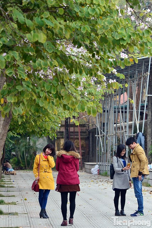 Hoa ban Tây Bắc đẹp nao lòng giữa Hà Nội ảnh 14 Hoa ban Tây Bắc đẹp nao lòng giữa Hà Nội - ảnh 13
