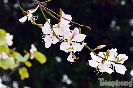 Hoa ban Tây Bắc đẹp nao lòng giữa Hà Nội ảnh 1 Những nhành hoa ban tím của núi rừng Tây Bắc nở rực giữa lòng Thủ đô làm say đắm lòng người.