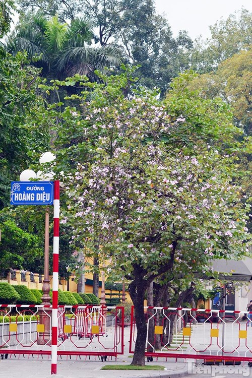 Hoa ban Tây Bắc đẹp nao lòng giữa Hà Nội ảnh 10 Hoa ban Tây Bắc đẹp nao lòng giữa Hà Nội - ảnh 9