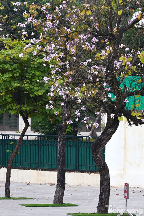 Hoa ban Tây Bắc đẹp nao lòng giữa Hà Nội ảnh 11 Hoa ban Tây Bắc đẹp nao lòng giữa Hà Nội - ảnh 10