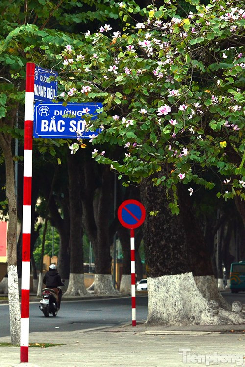 Hoa ban Tây Bắc đẹp nao lòng giữa Hà Nội ảnh 12 Hoa ban Tây Bắc đẹp nao lòng giữa Hà Nội - ảnh 11