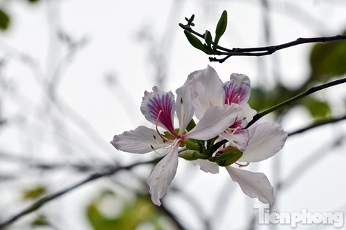 Hoa ban Tây Bắc đẹp nao lòng giữa Hà Nội ảnh 4 Hoa ban Tây Bắc đẹp nao lòng giữa Hà Nội - ảnh 3