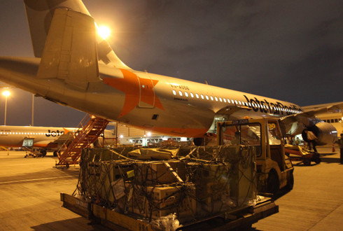 Chuyến bay đặc biệt của nhiều loài động vật ra đảo Phú Quốc. gau-lon-rung-duoc-di-may-bay-rieng-ra-phu-quoc