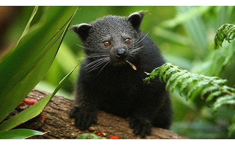 Mùi hương bắp rang bơ kỳ lạ trên loài cầy mực đến từ nước tiểu của chúng.