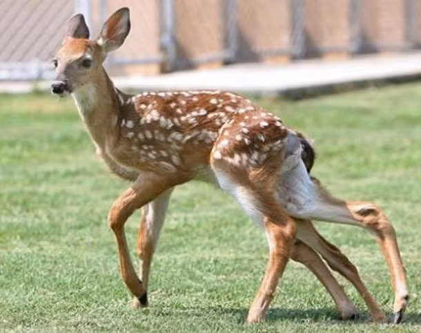 Một chú nai đã chào đời với 2 khung xương chậu, 2 cái đuôi và 4 cái chân sau. Nhóm nghiên cứu tại Đại học Georgia, Mỹ, xác định nguyên nhân dị tật là sự gián đoạn trong quá trình hình thành thai đôi. Ảnh: AP 25 con vật đột biến có hình thù kỳ quái (kỳ 1)