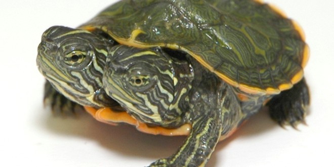 Dân địa phương ở Costa Rica đã phát hiện một con rùa hai đầu tại bờ biển vào năm 2009. Do kích thước quá khổ của 2 cái đầu, con rùa không thể chui vào mai như bình thường. Các nhà nghiên cứu cho biết con rùa vật có thể dùng 2 đầu để ăn cùng lúc.. Ảnh: List25 25 con vật đột biến có hình thù kỳ quái (kỳ 1)