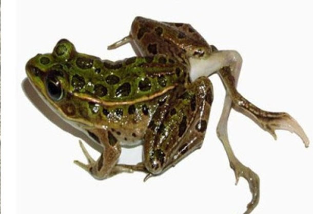 Năm 1995, các nhà khoa học phát hiện nhiều con ếch dị dạng quanh sông hồ ở vùng đất ngập nước của Mỹ cùng nhiều động vật quái dị khác tại vùng Minnesota, phía nam Dakota, Quebec và Wisconsin. Theo một số nghiên cứu, các chất hóa học trong nước thải từ trồng trọt và chăn nuôi là nguyên nhân gây nên hiện tượng này. Ảnh: List25 25 con vật đột biến có hình thù kỳ quái (kỳ 1)