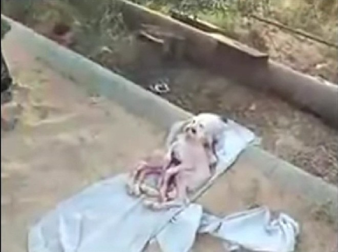 Một video trên Youtube đã ghi lại hình ảnh chú dê 8 chân và có mặt "người ngoài hành tinh" vào tháng 9/2012. Giới truyền thông cho biết cơ quan chức năng chưa xác nhận thông tin về nó. Nhiều cư dân mạng cho hay tác giả của đoạn video là một người mang tên Billy tại Palestine. Ảnh: Youtube 25 con vật đột biến có hình thù kỳ quái (kỳ 1)